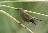 Palm Tanager - Thraupis palmarum