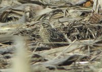 Smith's Longspur - Calcarius pictus