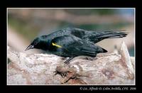 Yellow-shouldered Blackbird - Agelaius xanthomus