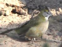 Green cardinal Gubernatrix cristata