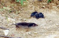 땃쥐(Crocidura lasiura) 영명 : Ussuri White-toothed Shrew