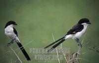 Long tailed fiscal , Lanius cabanisi , Mikumi National Park , Tanzania stock photo