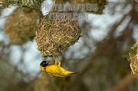 Village ( spotted backed ) weaver weaving nest stock photo