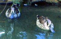 Pink-eared Duck
