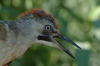 Green Woodpecker