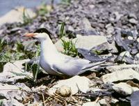 Rybak obecny (Sterna hirundo)