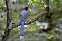 Taiwan Blue Magpie