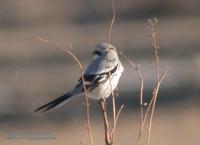 Chinese Great Grey Shrike Lanius sphenocercus 물때까치