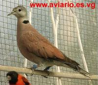 Red Collared Dove Streptopelia tranquebarica