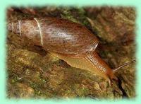 Poiretia cornea (Brumati