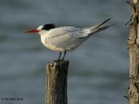 Sterne         élégante (Sterna elegans)