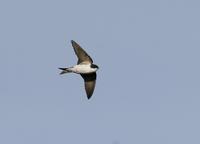 House Martin (Delichon urbica)