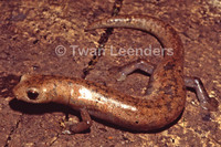 : Bolitoglossa lignicolor