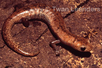 : Bolitoglossa lignicolor