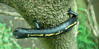 : Bolitoglossa mulleri