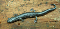 : Bolitoglossa morio