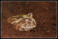 : Ceratophrys cranwelli