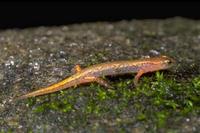 : Desmognathus aeneus; Seepage Salamander