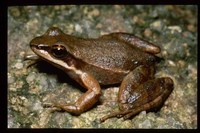 : Hylodes sazimai
