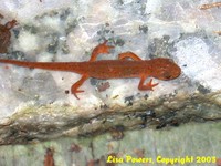 : Notophthalmus viridescens; Eastern Newt