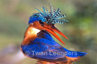 : Alcedo cristata; Malachite Kingfisher