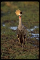 : Balearica regulorum ssp. gibbericeps; Grey Crowned-crane