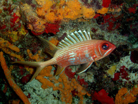 : Holocentrus rufus; Longspine Squirrelfish