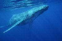 : Megaptera novaeangliae; Humpback Whale