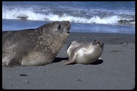 : Mirounga leonina; Southern Elephant Seal