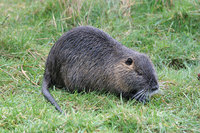 : Myocastor coypus; Nutria, Coypu