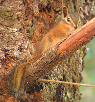 : Tamias ochrogenys; Yellow Cheeked Chipmunk