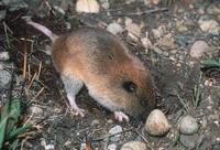: Thomomys mazama; Western Pocket Gopher