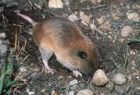 : Thomomys mazama; Western Pocket Gopher