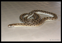 : Arizona occidentalis candida; Mojave Glossy Snake