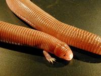 : Bipes canaliculatus