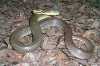 : Coluber constrictor flaviventris; Eastern Yellow-bellied Racer