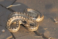 : Coronella austriaca; Smooth Snake