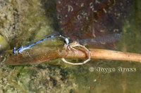 : Enallagma sp.