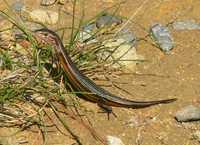 : Pseudemoia pagenstecheri; Grassland Tussock-skink