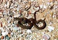 : Thamnophis rufipunctatus; Narrow-headed Gartersnake