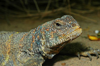 : Uromastyx ornatus; Ornate Spiny-tailed Lizard