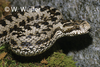 : Vipera lotievi; Viper