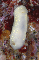 : Cadlina modesta; Modest Cadlina