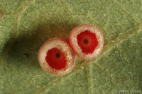 : Phylloteras cupella; Urn Gall Wasp;