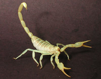 : Smeringurus mesaensis; Scorpion
