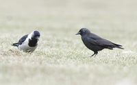 Daurian Jackdaw » Corvus dauuricus