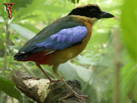 Blue-winged Pitta(Pitta moluccensis)