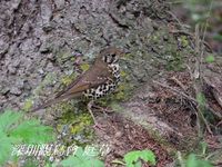 Turdus mupinensis Chinese Thrush 寶興歌鶇 075-021