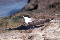 Bridled Tern (Sterna anaethetus)