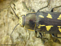 Buprestis novemmaculata